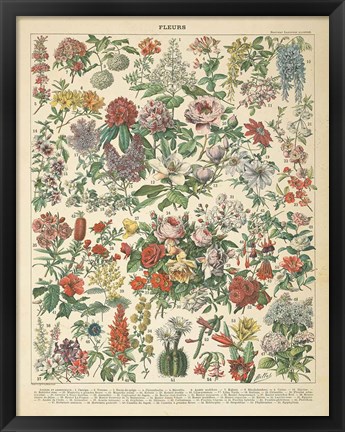 Framed French Flower Chart Print