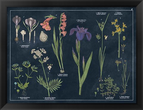 Framed Botanical Floral Chart II Dark Blue Print