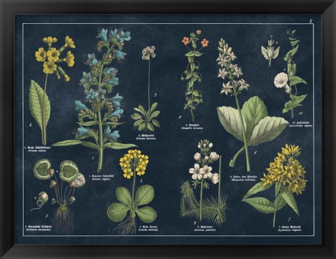 Framed Botanical Floral Chart I Dark Blue Print