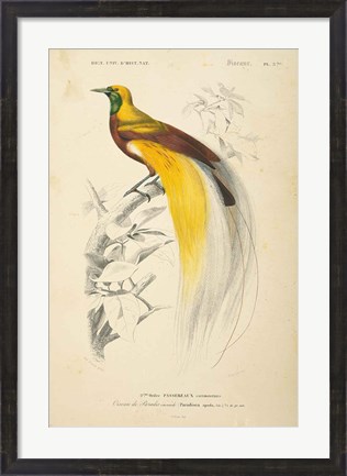 Framed Oiseaux de Paradis Print