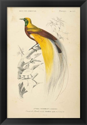 Framed Oiseaux de Paradis Print