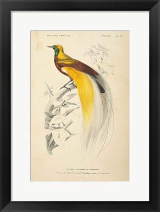 Framed Oiseaux de Paradis Print