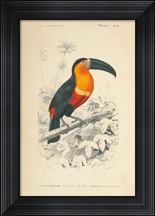 Framed Toucan du Para Print