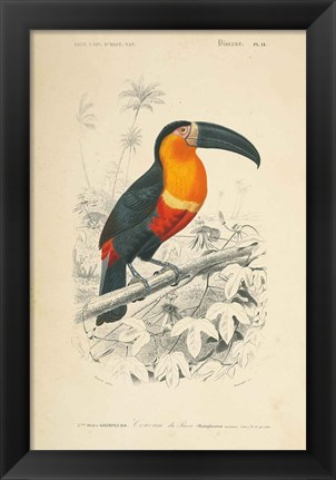 Framed Toucan du Para Print