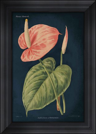 Framed Anthurium Ferrierense Dark Blue Print