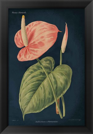 Framed Anthurium Ferrierense Dark Blue Print