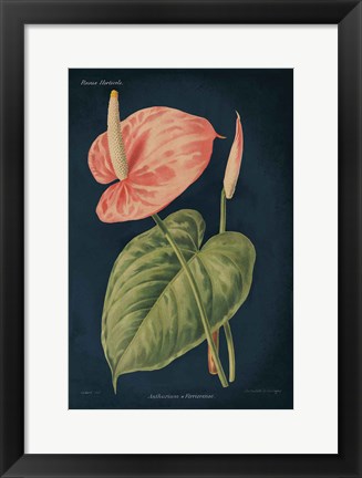 Framed Anthurium Ferrierense Dark Blue Print