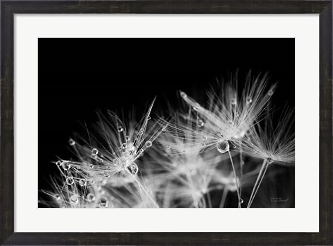 Framed Dandelion Dewdrops II Print