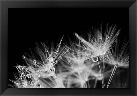 Framed Dandelion Dewdrops II Print