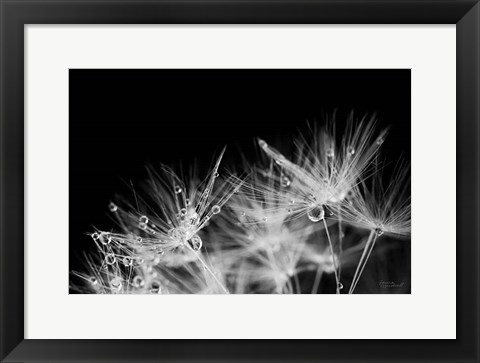 Framed Dandelion Dewdrops II Print