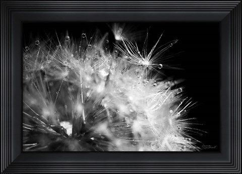 Framed Dandelion Dewdrops I Print