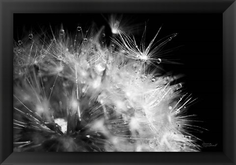 Framed Dandelion Dewdrops I Print