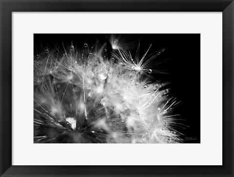 Framed Dandelion Dewdrops I Print