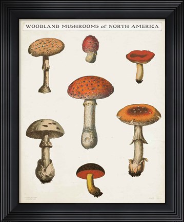 Framed Mushroom Chart III Light Print