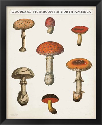 Framed Mushroom Chart III Light Print