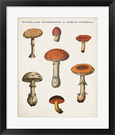 Framed Mushroom Chart III Light Print