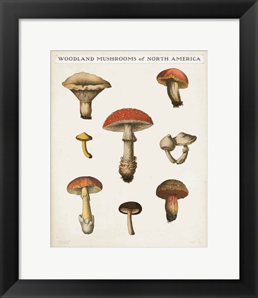 Framed Mushroom Chart II Light Print