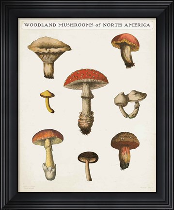 Framed Mushroom Chart II Light Print