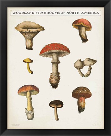 Framed Mushroom Chart II Light Print