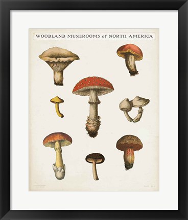 Framed Mushroom Chart II Light Print