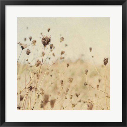 Framed Falling Queen Annes Lace II Crop Sepia Print