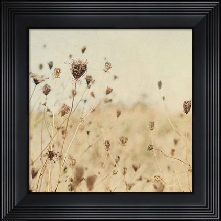 Framed Falling Queen Annes Lace II Crop Sepia Print