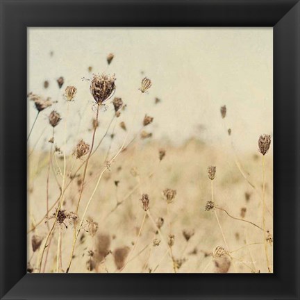 Framed Falling Queen Annes Lace II Crop Sepia Print