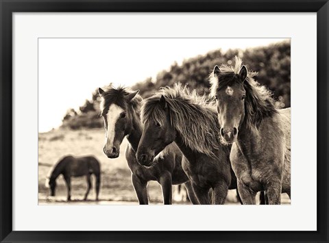 Framed Horses Three Sepia Print