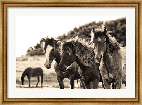 Framed Horses Three Sepia Print
