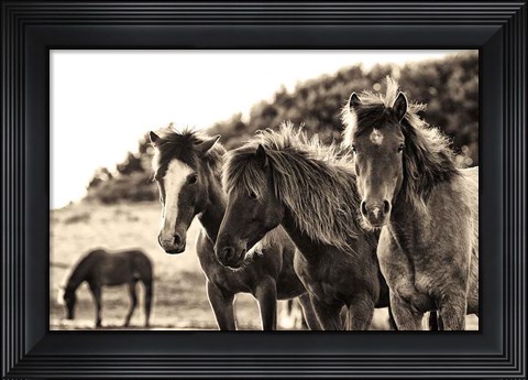 Framed Horses Three Sepia Print