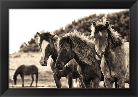 Framed Horses Three Sepia Print