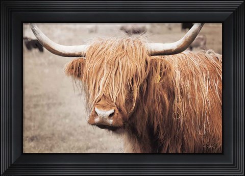 Framed Scottish Highland Cattle I Neutral Print