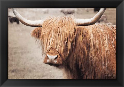 Framed Scottish Highland Cattle I Neutral Print