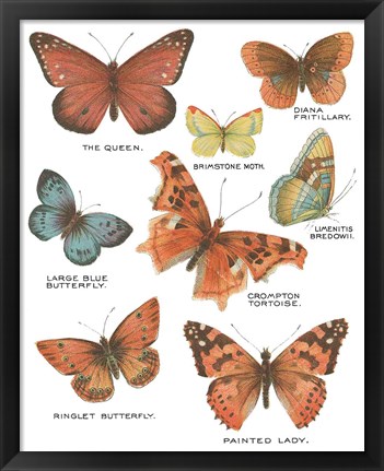 Framed Botanical Butterflies Postcard IV White Print