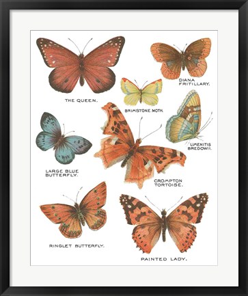 Framed Botanical Butterflies Postcard IV White Print