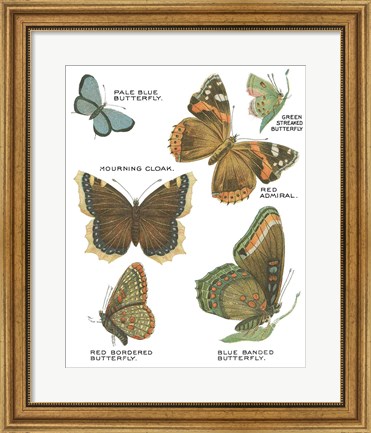 Framed Botanical Butterflies Postcard III White Print