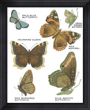 Framed Botanical Butterflies Postcard III White Print