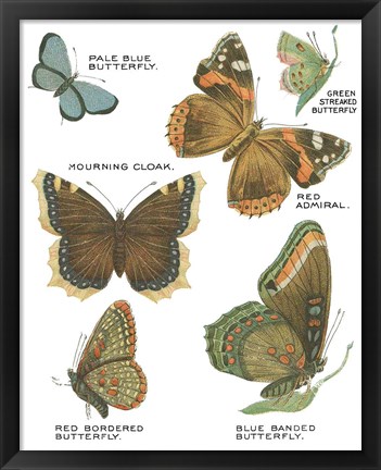 Framed Botanical Butterflies Postcard III White Print