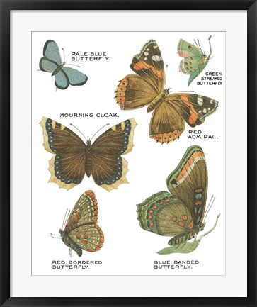 Framed Botanical Butterflies Postcard III White Print