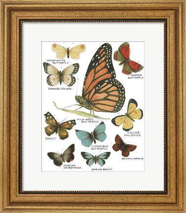 Framed Botanical Butterflies Postcard II White Print
