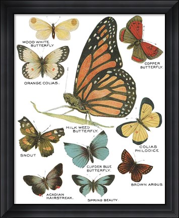 Framed Botanical Butterflies Postcard II White Print