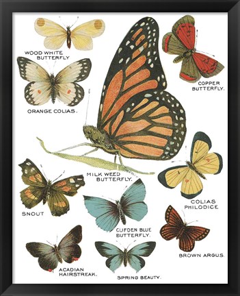 Framed Botanical Butterflies Postcard II White Print