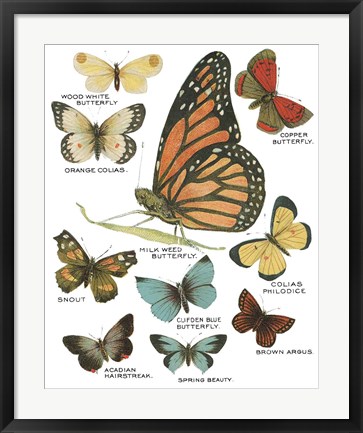 Framed Botanical Butterflies Postcard II White Print