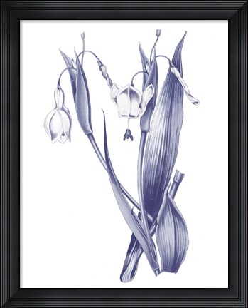 Framed Dark Blue Botanical II Print