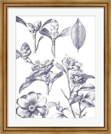 Framed Lithograph Florals II Blue Print