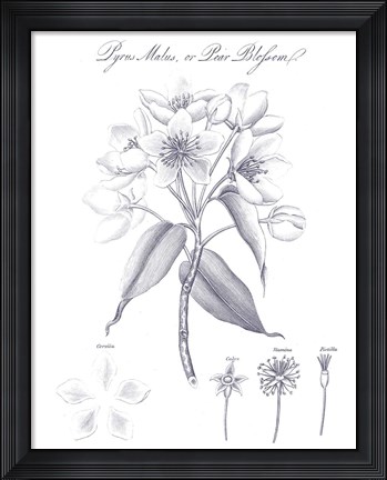 Framed Elements of Botany VIII Blue Print