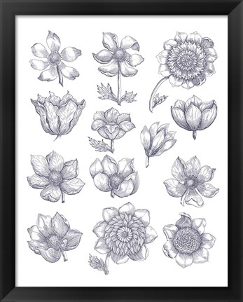 Framed Anemone Plate I Blue Print