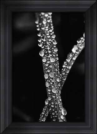 Framed Water Droplets Print