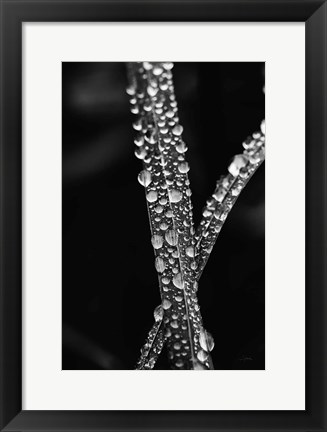 Framed Water Droplets Print