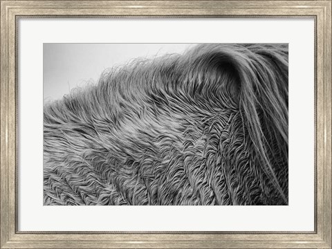 Framed Horse Hair Print